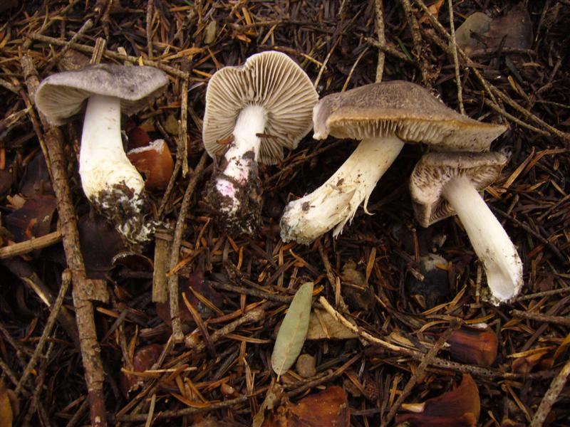 Dubbio Tricholoma